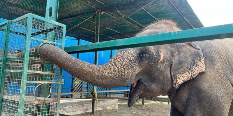 From Delhi: Taj Mahal Sunrise Tour w/ Elephant Conservation - Frequently Asked Questions