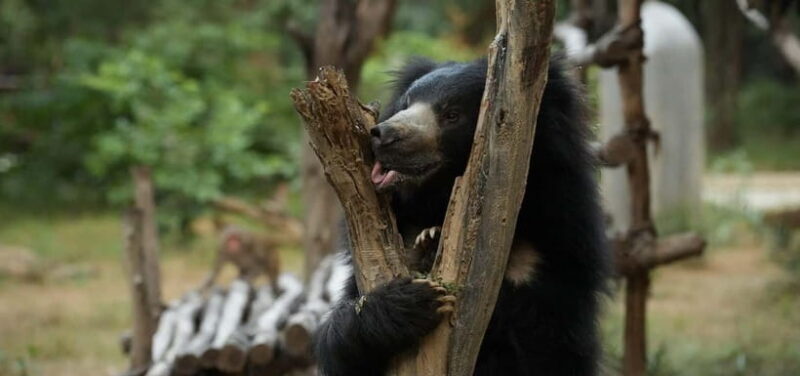 From Delhi: Taj Mahal Sunrise Tour w/ Elephant Conservation - Starting in Delhi: Early Wake-up Call