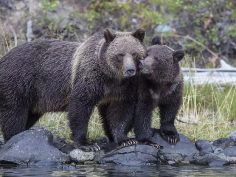 From Delhi: Taj Mahal Sunrise Tour w/ Elephant Conservation - Optional Lunch and Return