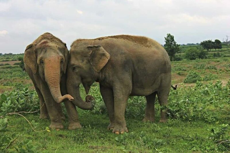 From Delhi: Taj Mahal Sunrise Tour with Elephant Conserver - Key Points