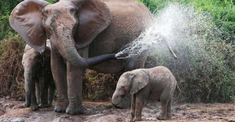 From Delhi: Taj Mahal Tour with Elephant Conservation Centre - Key Points