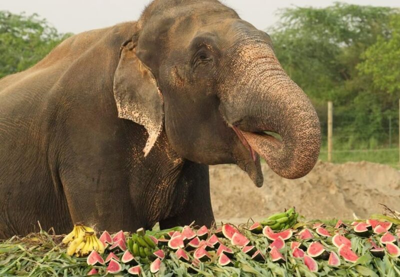 From Delhi: Taj Mahal Tour with Elephant Conservation Centre - The Day in Detail: What You Can Expect