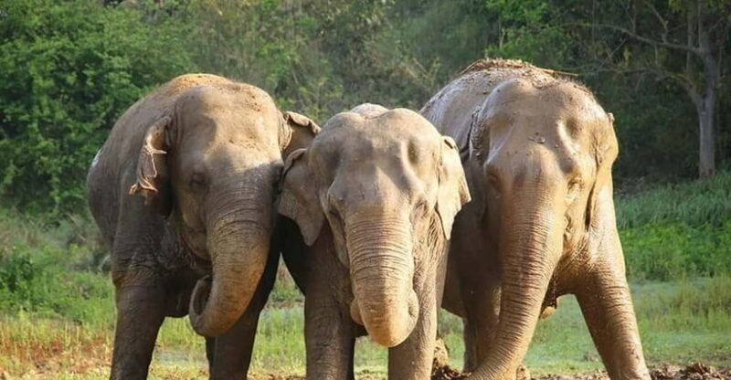 From Delhi: Taj Mahal Tour with Elephant Conservation Centre - Frequently Asked Questions