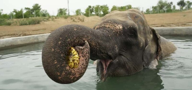 From Delhi: Taj Mahal with Elephant Conservation Centre - Key Points