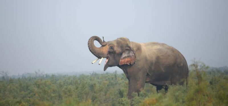 From Delhi: Taj Mahal with Elephant Conservation Centre - Discovering the Highlights of the Tour