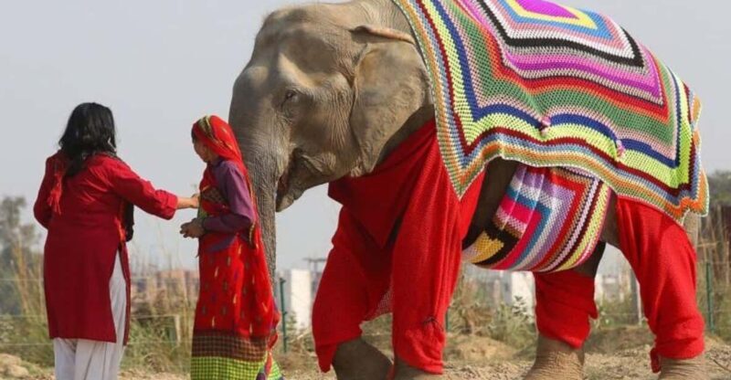 From Delhi: Taj Mahal with Photographer & Elephant SOS Tour - Exploring the Itinerary in Detail