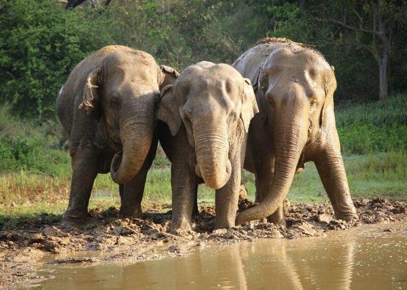 From Delhi: Taj Mahal with Photographer & Elephant SOS Tour - FAQ