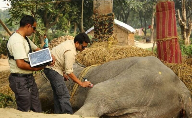 From Delhi: Trip to Taj Mahal, Wildlife SOS and Agra Fort - Who Would Love This Experience?