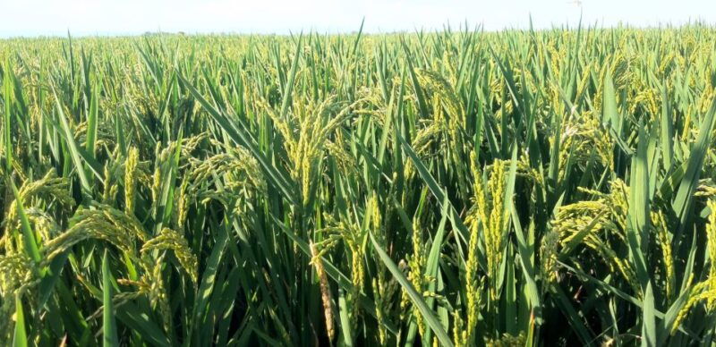 from-deltebre-ebro-delta-national-park-multi-stop-day-trip