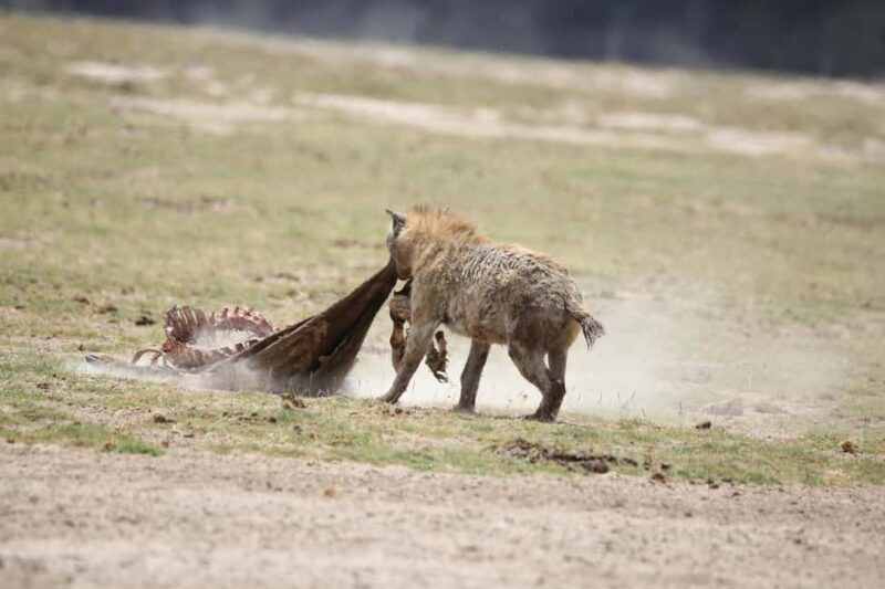 From Diani Beach: Tsavo East, West and Amboseli 4-Day Safari - Key Points