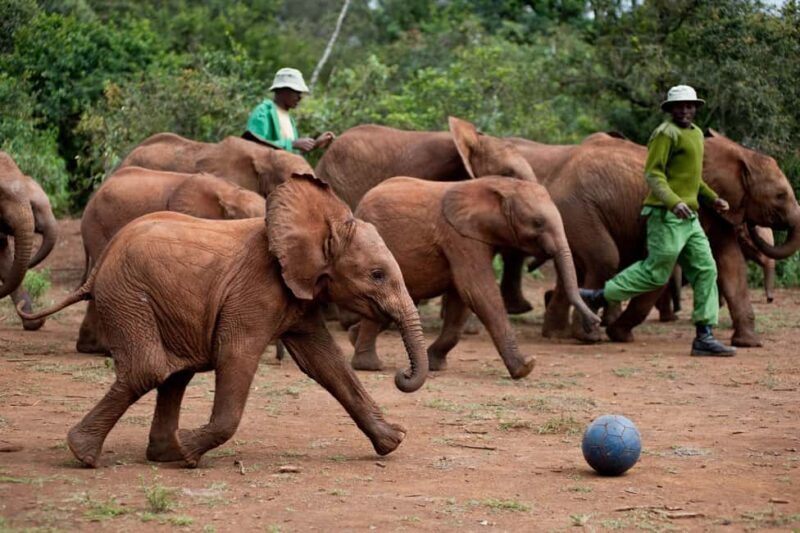 From Diani Beach: Tsavo East, West and Amboseli 4-Day Safari - The Itinerary in Detail