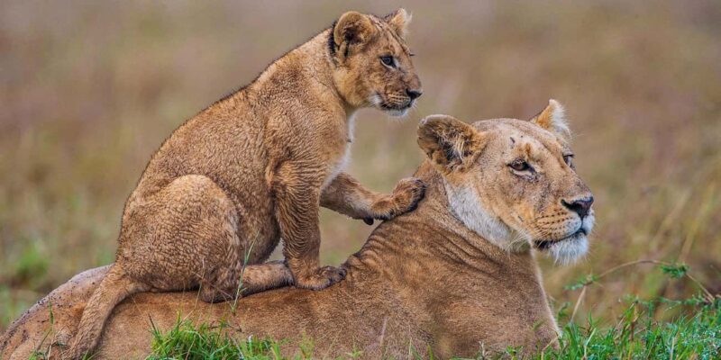From Diani Beach: Tsavo East, West and Amboseli 4-Day Safari - Authentic Insights from Past Travelers