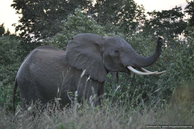 From Diani: Full Day Shimba hills tour with Sheldrick Falls - The Hike to Sheldrick Falls