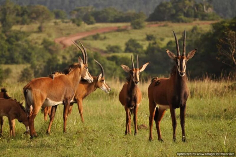 From Diani: Full Day Shimba hills tour with Sheldrick Falls - Lunch Options: Flexibility and Local Flavors