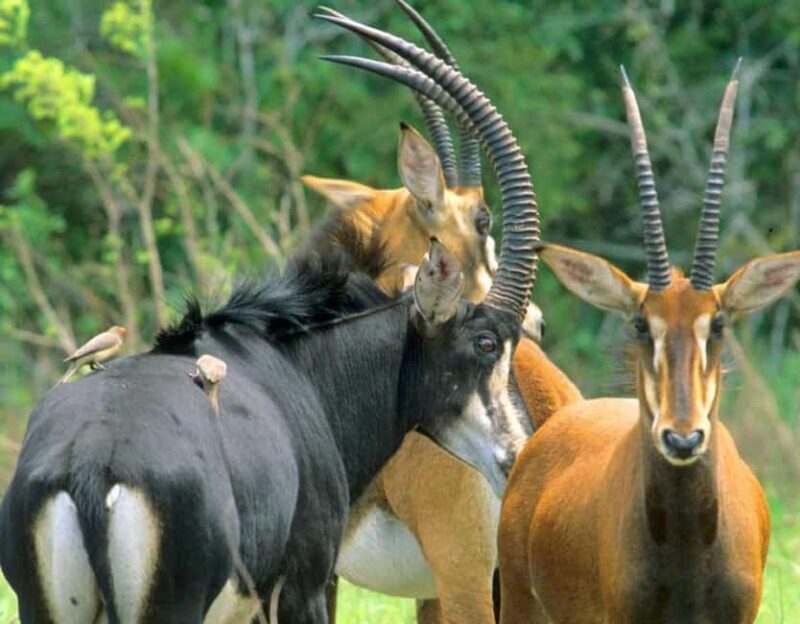 From Diani: Full Day Shimba hills tour with Sheldrick Falls - Final Stop and Return to Diani