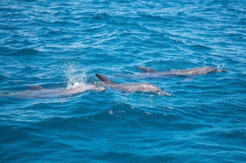 From Diani: Kisite Mpunguti Marine Park and Wasini Island - Who Will Appreciate This Experience Most?