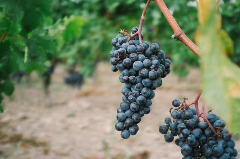 from-dijon-burgundy-villages-and-wine-tasting-tour