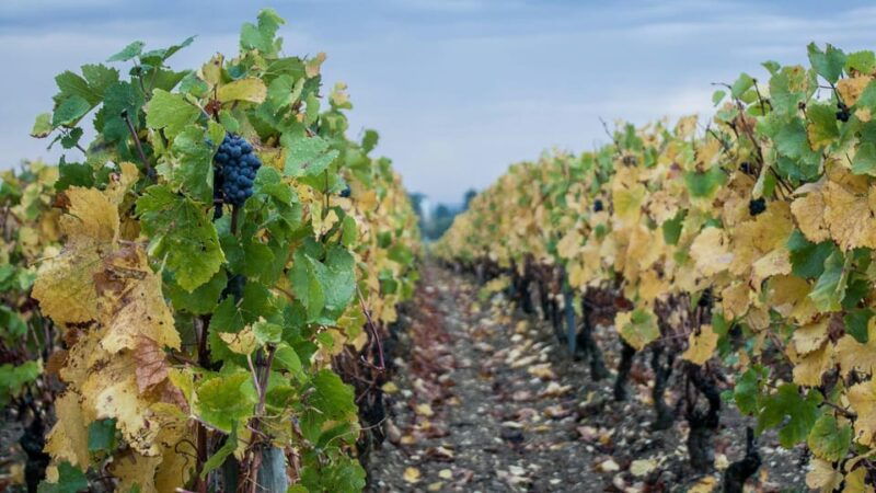 from-dijon-burgundy-villages-and-wine-tasting-tour