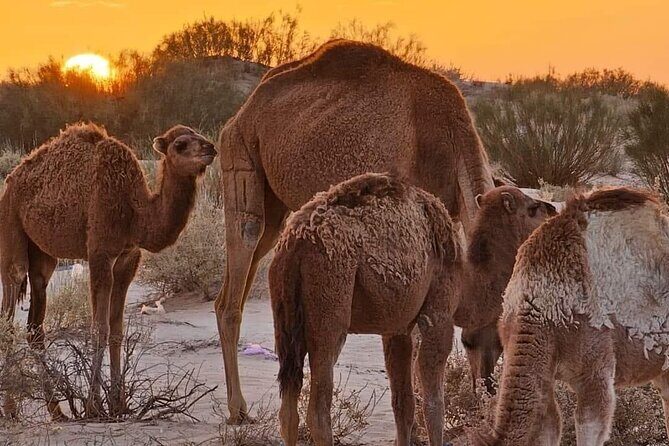 From Djerba: Explore the desert in a day - A Closer Look at the Itinerary