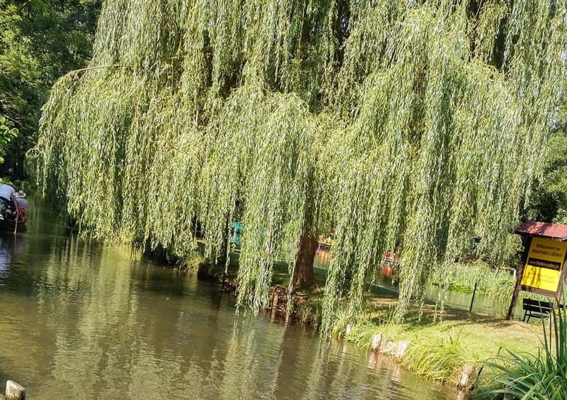 From Dresden: Day Trip to The Spreewald - Key Points