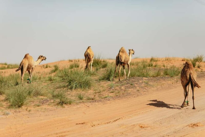 From Dubai: Fujairah East Coast Tour - Practical Tips for Your Trip