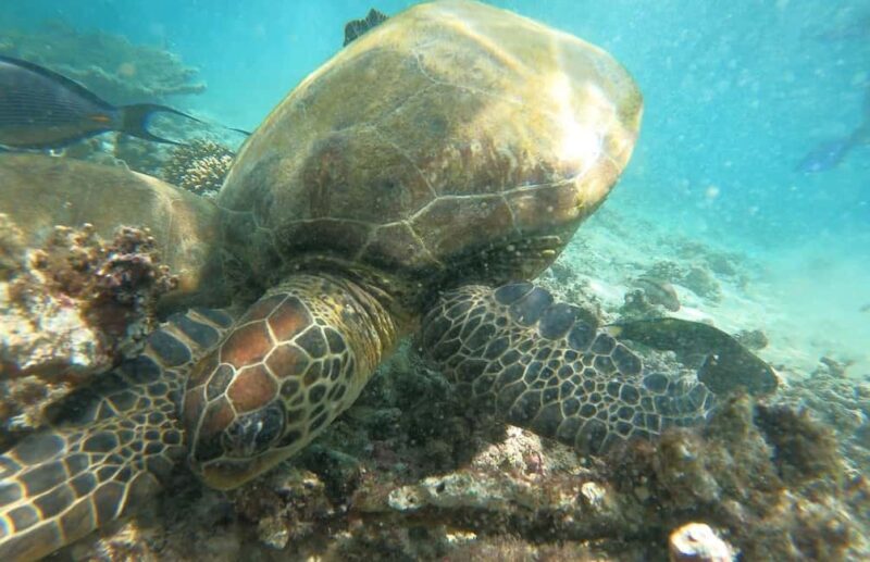 From Dubai: Fujairah Sea Turtles Snorkeling Tour with Lunch - From Dubai: Fujairah Sea Turtles Snorkeling Tour with Lunch — An Honest Review