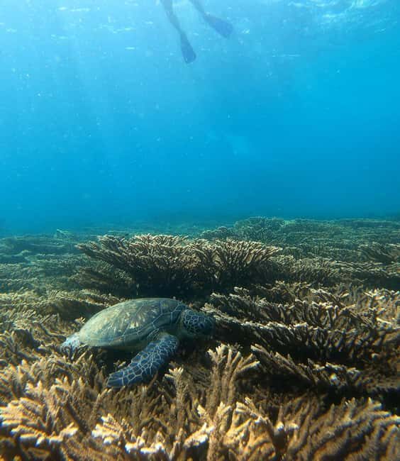 From Dubai: Fujairah Sea Turtles Snorkeling Tour with Lunch - Key Points