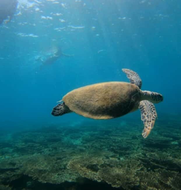 From Dubai: Fujairah Sea Turtles Snorkeling Tour with Lunch - Practical Tips for The Trip