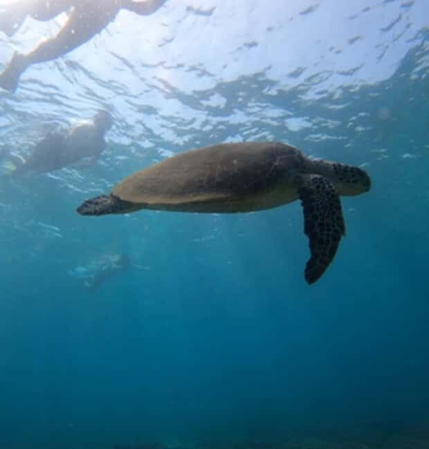 From Dubai: Fujairah Sea Turtles Snorkeling Tour with Lunch - Final Thoughts