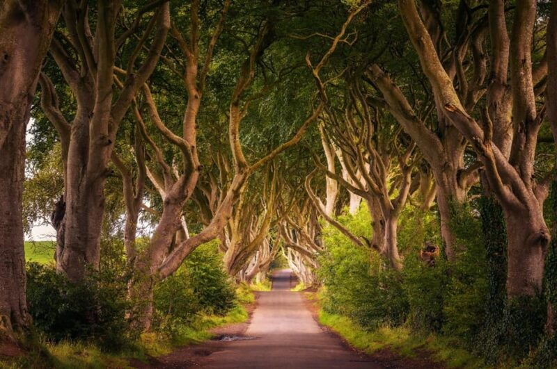 from-dublin-giants-causeway-dark-hedge-belfast-tour