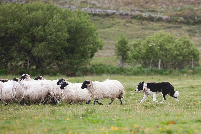 From Dublin: Wicklow, Glendalough, Waterfall & Sheepdog demo - Final Thoughts