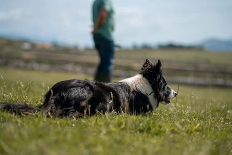 From Dublin: Wicklow, Glendalough, Waterfall & Sheepdog Demo - Authentic Experiences and Real Traveler Insights