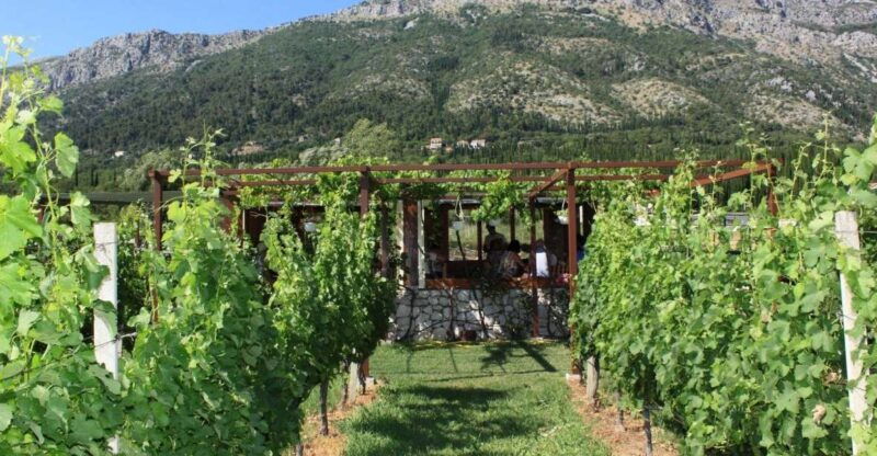 from-dubrovnik-oyster-and-wine-tasting-tour-in-ston-bay