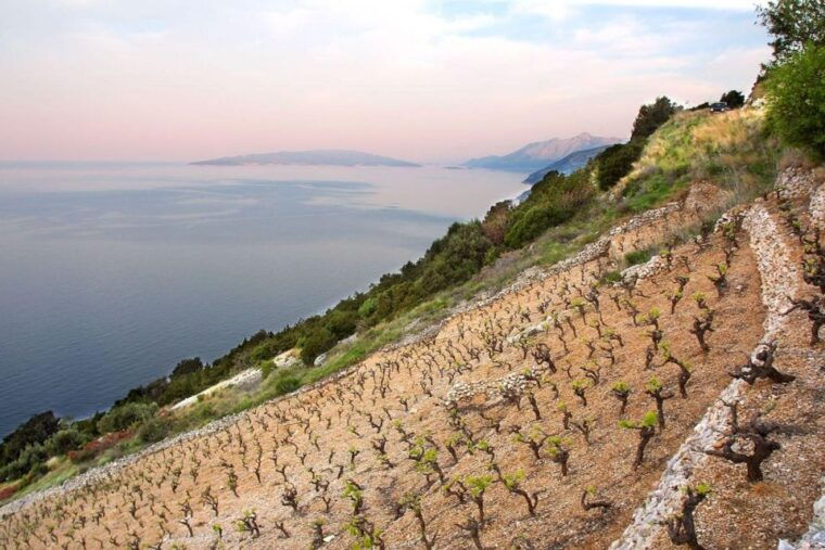 from-dubrovnik-oyster-and-wine-tasting-tour-in-ston-bay