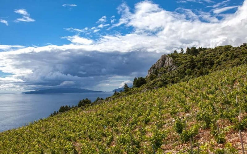 From Dubrovnik Oyster, Mussles, and Wine Tasting in Ston Bay - FAQ