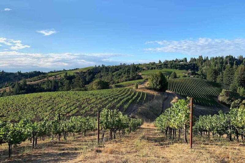 From Dubrovnik: Private Peljeac Wine Region and Ston Tour - Practical Details and Value