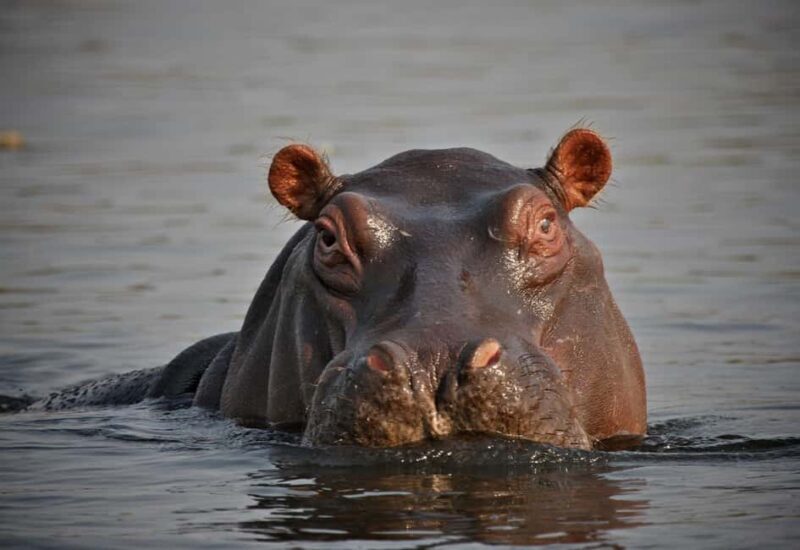 From Durban: 5-Day Zululand Tour - Final Thoughts