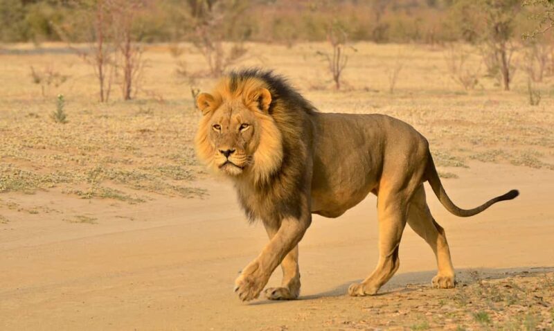 From Durban: Experience Two Big 5 Game Reserves in a Day - A Complete Breakdown of the Tour Experience