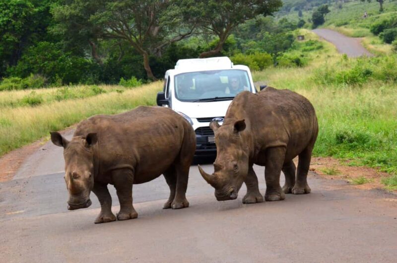 From Durban: Experience Two Big 5 Game Reserves in a Day - Who Should Consider This Tour?
