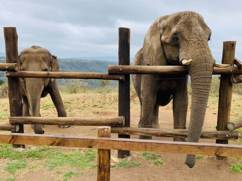 From Durban: Half-Day Safari Tour - Key Points