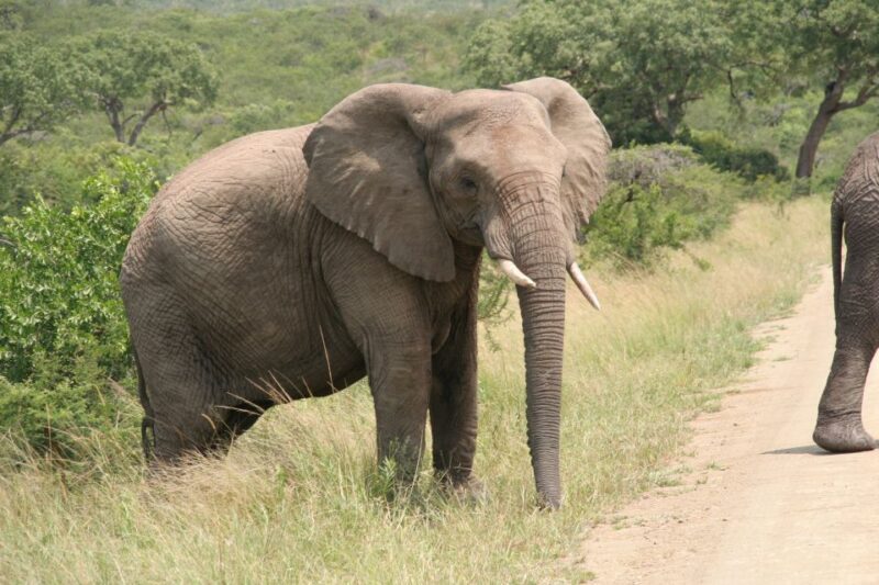 From Durban: Half-Day Safari Tour - A Well-Rounded Wildlife Experience
