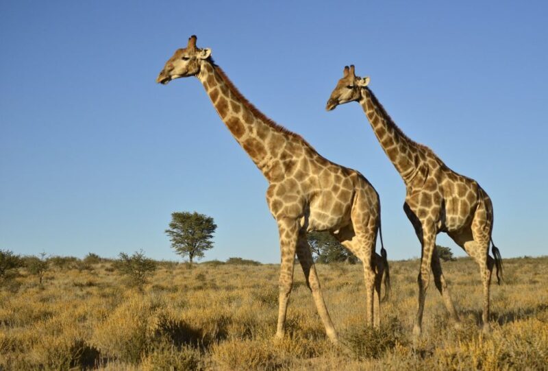 From Durban: Half-Day Safari Tour - Tala Game Reserve: A Panorama of African Wildlife