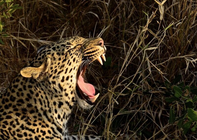 From Durban: Hluhluwe Imfolozi Game Reserve Day Trip - Key Points