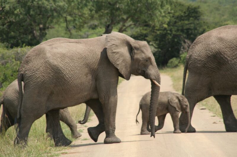 From Durban: Hluhluwe Imfolozi Game Reserve Day Trip - The Itinerary Breakdown