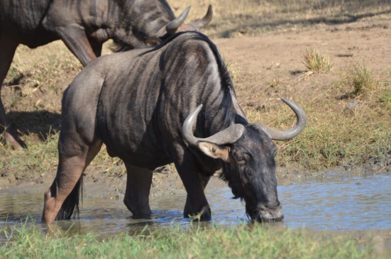 From Durban: Hluhluwe Imfolozi Game Reserve Day Trip - Authentic Experiences from Travelers