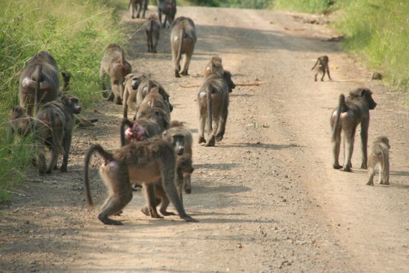 From Durban: Hluhluwe Imfolozi Game Reserve Day Trip - Is This Tour Right for You?