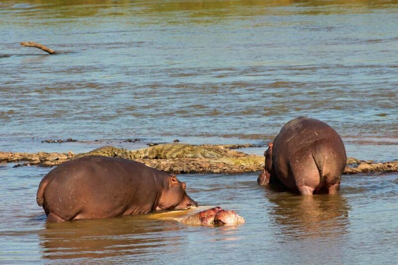 From Durban: Isimangaliso HalfDay Hippo and Croc Boat Cruise - Post-Cruise Options and Convenience