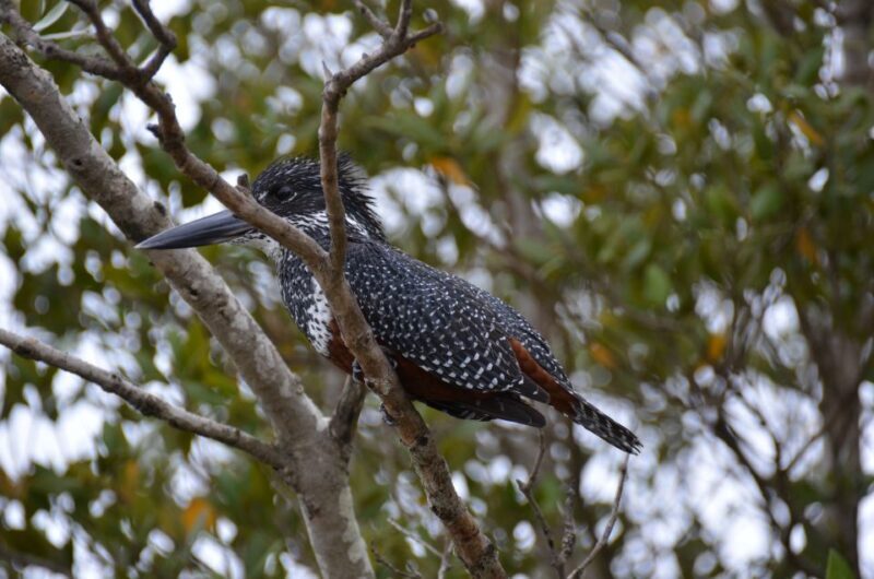 From Durban: St. Lucia Wetlands Boat Ride - Inclusions and Practical Details