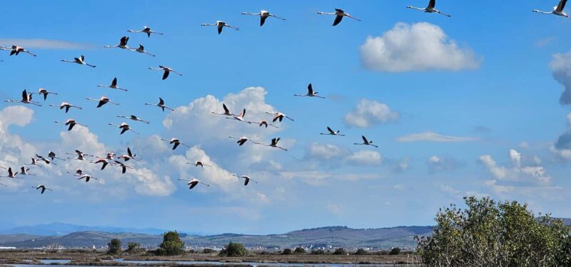 From Durrës: Divjakë-Karavasta National Park Day Trip - Why Choose This Tour?