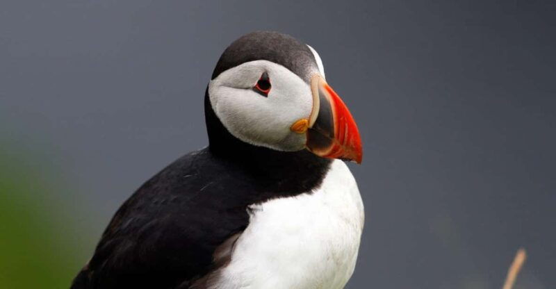 from-edinburgh-4-day-mull-iona-staffa-puffin-isles-tour